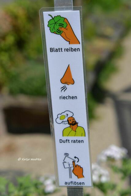 Sie duften wieder - Geranien im Berggarten Herrenhausen: Schnuppern erwünscht! (Foto: Katja Woidtke) | Foto: Katja Woidtke