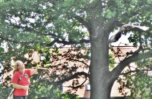 Greifvogel Flugschau