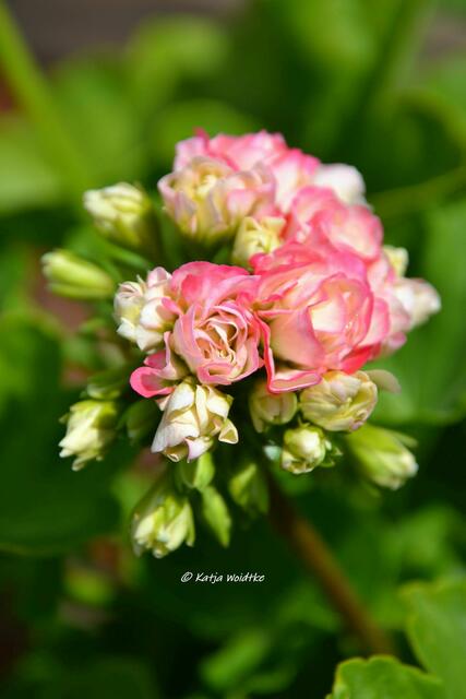 Sie duften wieder - Geranien im Berggarten Herrenhausen: Pelargonium Appleblossom Rosebud (Foto: Katja Woidtke) | Foto: Katja Woidtke