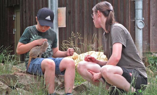 Fütterung Erdmännchen