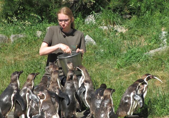 Fütterung Humboldt-Pinguine
