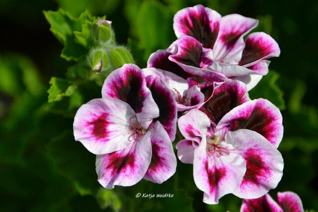 Sie duften wieder - Geranien im Berggarten Herrenhausen: Pelargonium Sancho Panza (Foto: Katja Woidtke) | Foto: Katja Woidtke