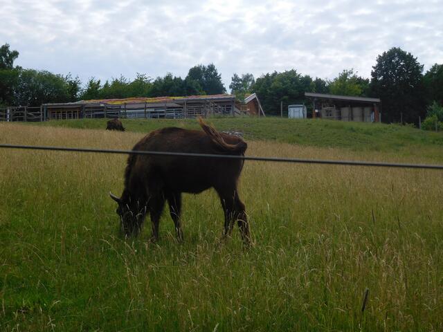 Wisente
