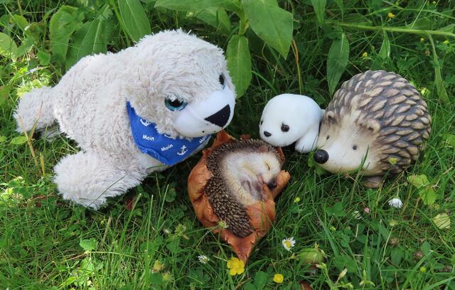 Die "Igel-Mama" von "Frauchen" hat Nachwuchs bekommen ... einen Namen hat der Kleine aber noch nicht.