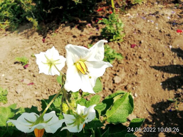 Kartoffelblüte - 26.6.2022 !!! Gartenschau - Sonntagsbilder 2022 !!!   Temperaturen: Früh 6h.20, 23,7 Grad / 10:29 28,9° plus / 13:24 33,8° plus