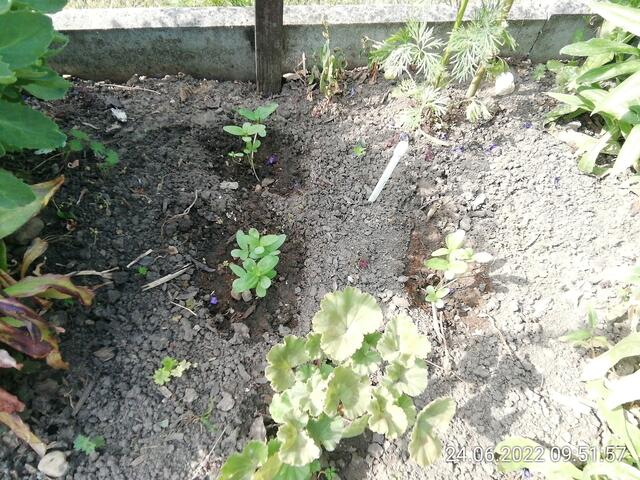 Zinnien gepflanzt -  26.6.2022 !!! Gartenschau - Sonntagsbilder 2022 !!!   Temperaturen: Früh 6h.20, 23,7 Grad / 10:29 28,9° plus / 13:24 33,8° plus