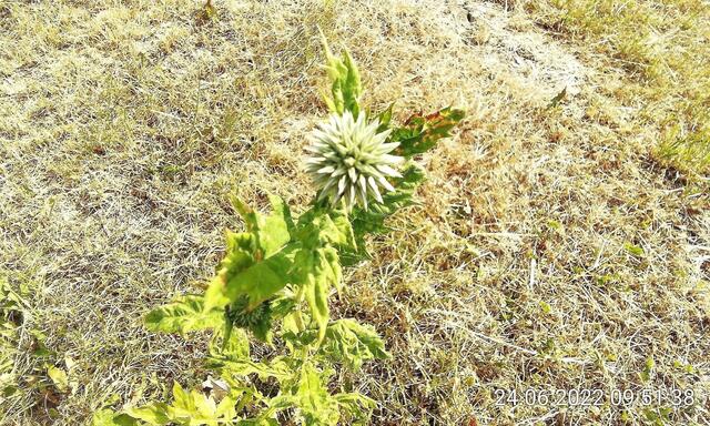 Im Herbst ausgesät - 26.6.2022 !!! Gartenschau - Sonntagsbilder 2022 !!!   Temperaturen: Früh 6h.20, 23,7 Grad / 10:29 28,9° plus / 13:24 33,8° plus