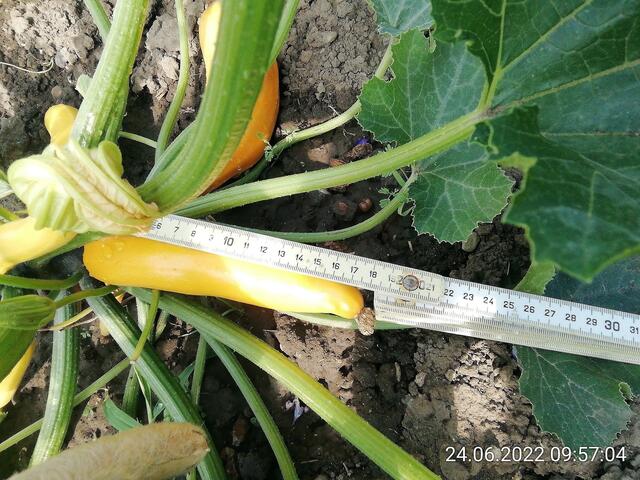 Bald Erntereif - 26.6.2022 !!! Gartenschau - Sonntagsbilder 2022 !!!   Temperaturen: Früh 6h.20, 23,7 Grad / 10:29 28,9° plus / 13:24 33,8° plus