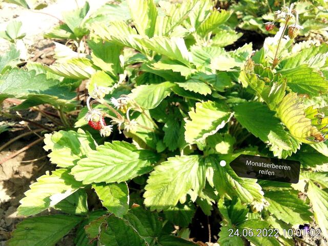 Monatserdbeeren - 26.6.2022 !!! Gartenschau - Sonntagsbilder 2022 !!!   Temperaturen: Früh 6h.20, 23,7 Grad / 10:29 28,9° plus / 13:24 33,8° plus