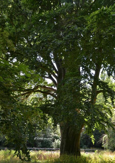 Von-Alten-Buche (mehrere Buchen wurden hier einst eng zusammengesetzt und beim Wachsen miteinander verdreht) (Foto: Katja Woidtke) | Foto: Katja Woidtke