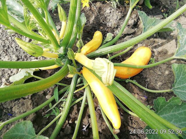 26.6.2022 !!! Gartenschau - Sonntagsbilder 2022 !!!   Temperaturen: Früh 6h.20, 23,7 Grad / 10:29 28,9° plus / 13:24 33,8° plus
