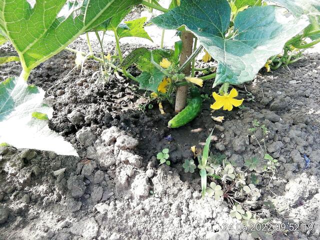 13 cm lang - 26.6.2022 !!! Gartenschau - Sonntagsbilder 2022 !!!   Temperaturen: Früh 6h.20, 23,7 Grad / 10:29 28,9° plus / 13:24 33,8° plus