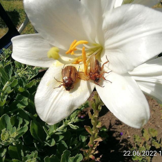 Junikäfer - 26.6.2022 !!! Gartenschau - Sonntagsbilder 2022 !!!   Temperaturen: Früh 6h.20, 23,7 Grad / 10:29 28,9° plus / 13:24 33,8° plus