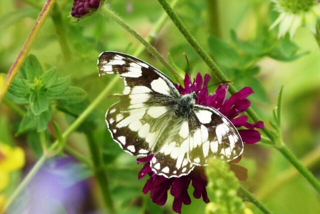 Das Schachbrett (Melanargia galathea) vom Leben gezeichnet.