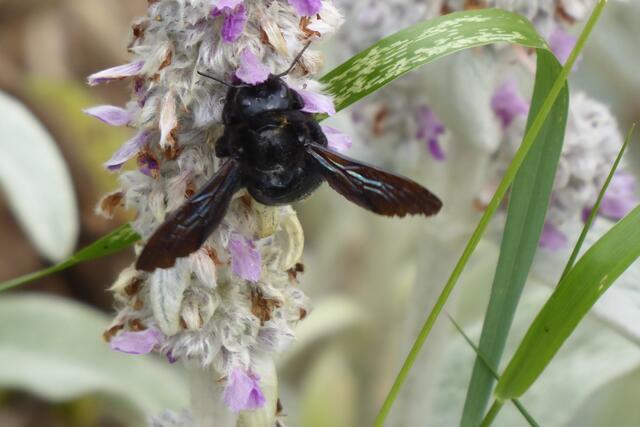 Blaue Holzbiene (Xylocopa violacea).