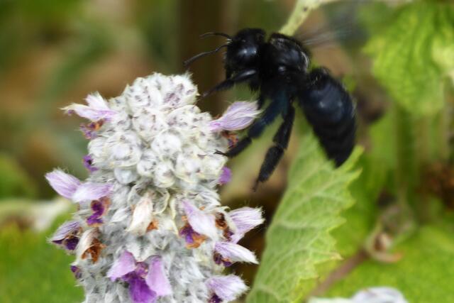 Die Blaue Holzbiene (Xylocopa violacea) im Anflug auf eine Blüte.