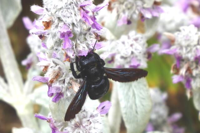 Blaue Holzbiene (Xylocopa violacea).