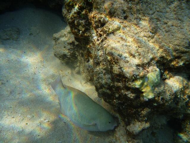 Hurghada, Hausriff, Hotel Arabia Azur: Blauband-Papageifisch.