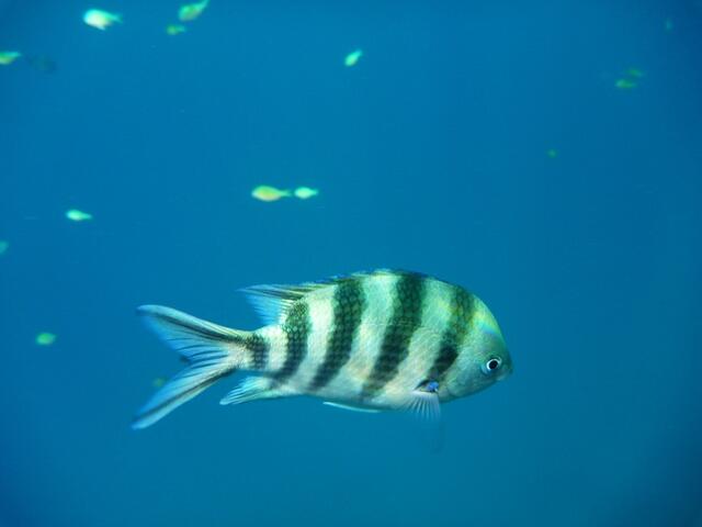 Hurghada, Hausriff, Hotel Arabia Azur: Verhalten der Fische bei Fütterung. Der  Indopazifische Feldwebelfisch schätzt die Lage ein.