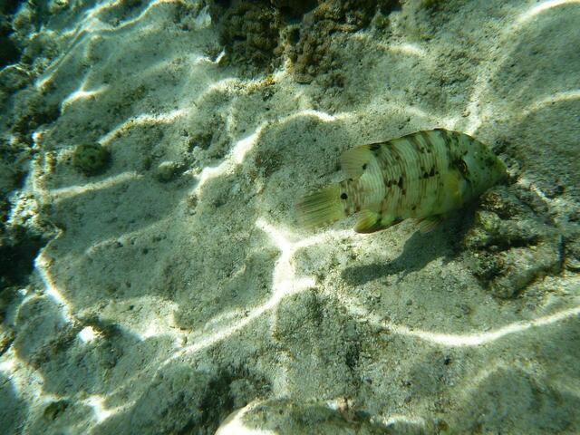 Hurghada, Hausriff, Hotel Arabia Azur: ?