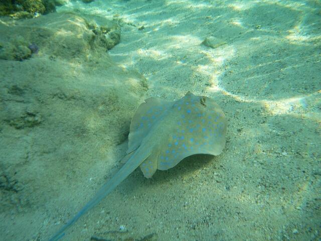 Hurghada, Hausriff, Hotel Arabia Azur: Blaupunktrochen.