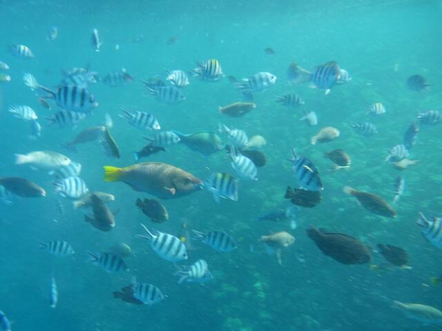 Hurghada, Hausriff, Hotel Arabia Azur: Verhalten der Fische bei Fütterung.