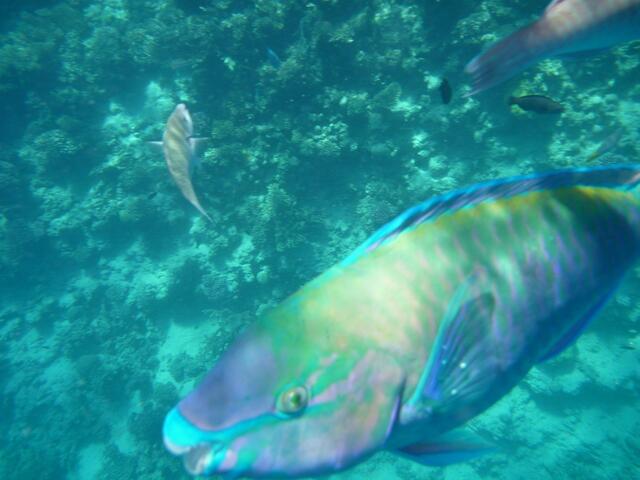 Hurghada, Hausriff, Hotel Arabia Azur: Hautnah – der Rostpapageifisch.