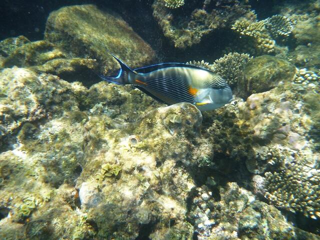 Hurghada, Hausriff, Hotel Arabia Azur: Arabischer Doktorfisch.