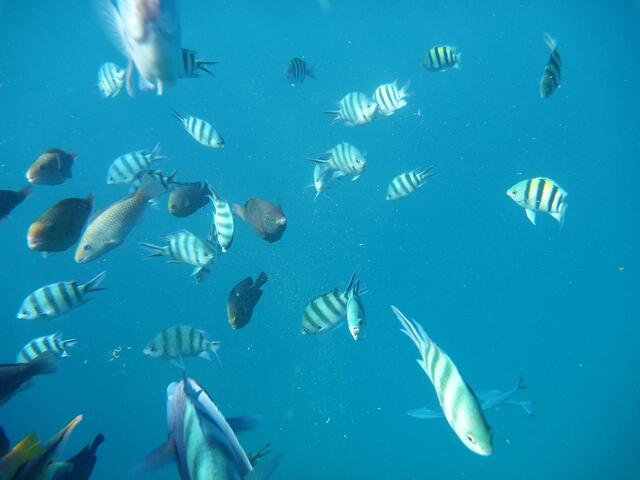 Hurghada, Hausriff, Hotel Arabia Azur: Verhalten der Fische bei Fütterung. Der Indopazifische Feldwebelfisch dominiert.