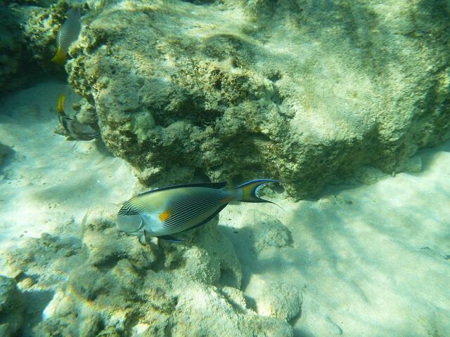 Hurghada, Hausriff, Hotel Arabia Azur: Arabischer Doktorfisch.