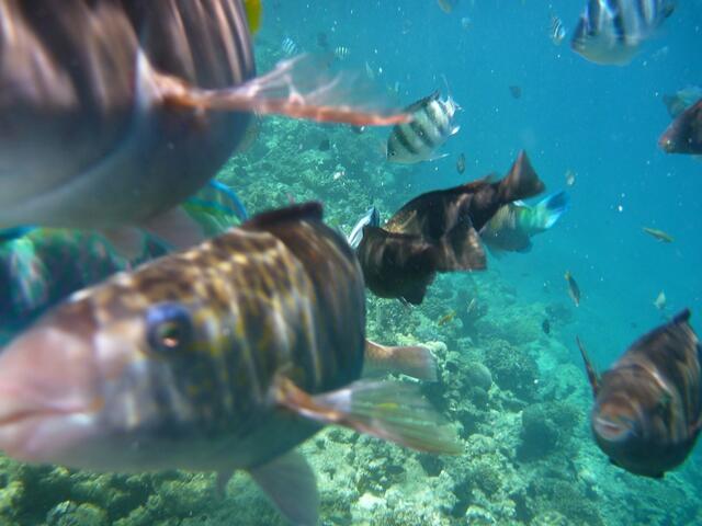 Hurghada, Hausriff, Hotel Arabia Azur: Verhalten der Fische bei Fütterung. Das Futter ist aufgefressen. Nun ist die hellblaue UW-Kamera und die Brotkrumen-Plastiktüte im Fokus.