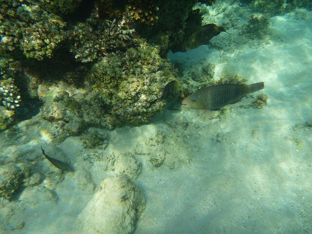 Hurghada, Hausriff, Hotel Arabia Azur: Ein ?-Papageifisch.