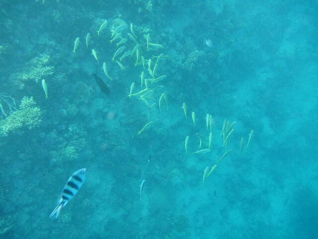 Hurghada, Hausriff, Hotel Arabia Azur: Verhalten der Fische bei Fütterung. Blick in die Tiefe (ca. 10 Meter).
