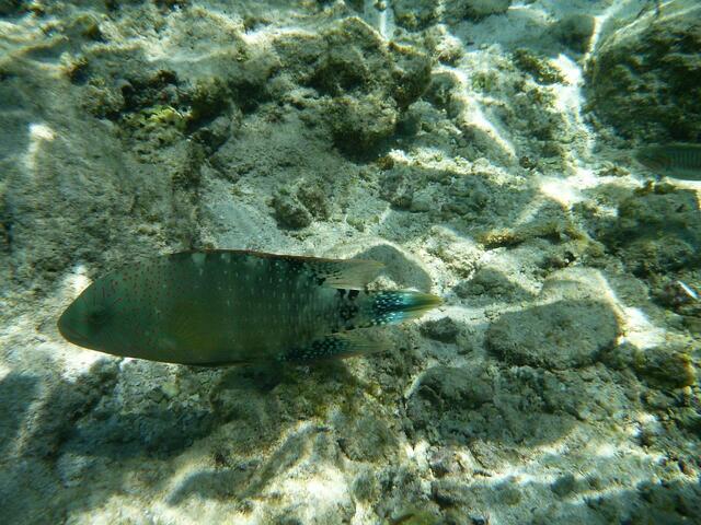 Hurghada, Hausriff, Hotel Arabia Azur: ?-Zackenbarsch.