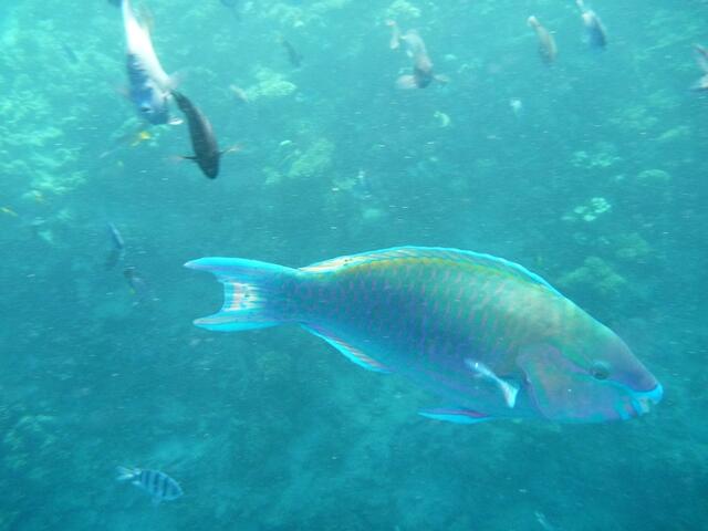 Hurghada, Hausriff, Hotel Arabia Azur: Verhalten der Fische bei Fütterung. Blaubandpapagei-Fisch.