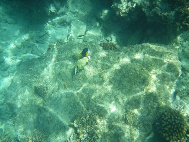 Hurghada, Hausriff, Hotel Arabia Azur: Blauer Segelflossen-Doktorfisch und Kofferfisch.