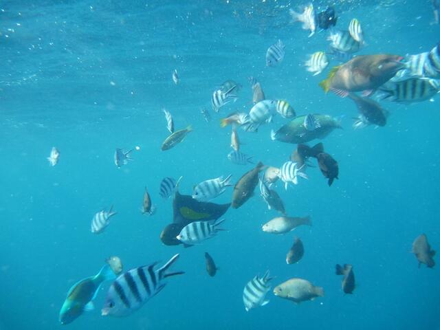 Hurghada, Hausriff, Hotel Arabia Azur: Verhalten der Fische bei Fütterung.