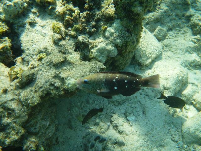 Hurghada, Hausriff, Hotel Arabia Azur: ?