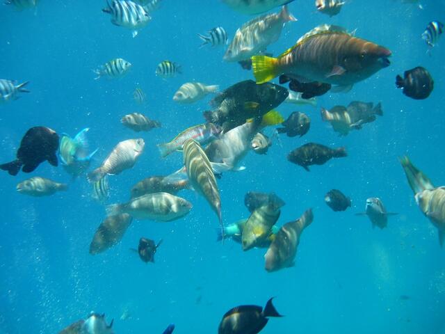 Hurghada, Hausriff, Hotel Arabia Azur: Verhalten der Fische bei Fütterung. Das Futter ist aufgefressen. Ratlosigkeit macht sich breit.