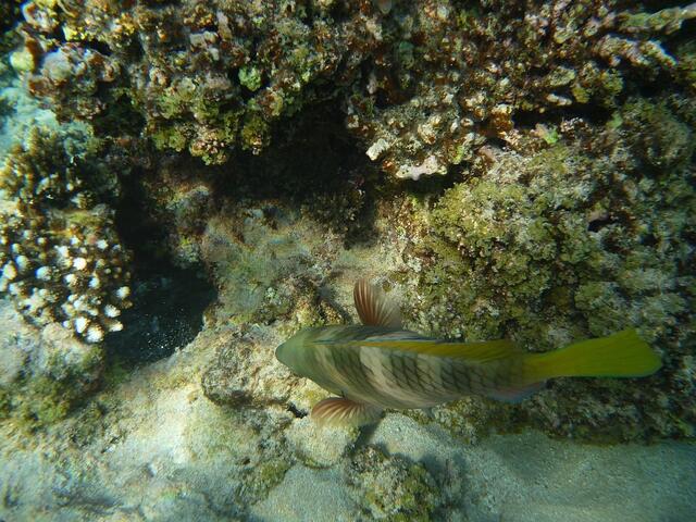 Hurghada, Hausriff, Hotel Arabia Azur: ?