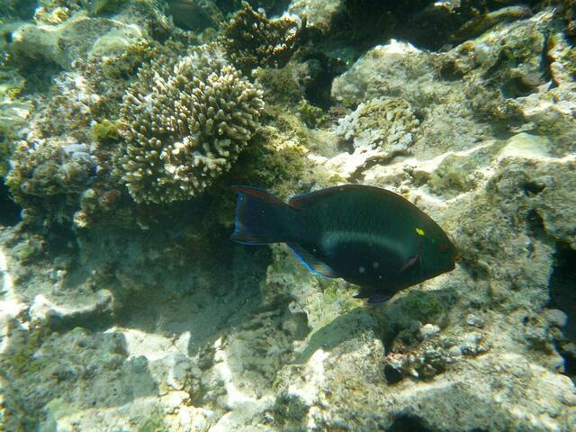 Hurghada, Hausriff, Hotel Arabia Azur: ?