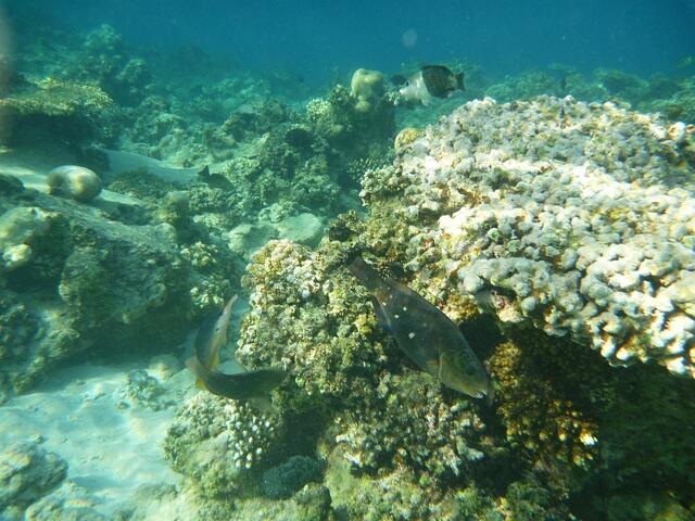 Hurghada, Hausriff, Hotel Arabia Azur: In Bildmitte - Ein Grünbürzel-Papageifisch.