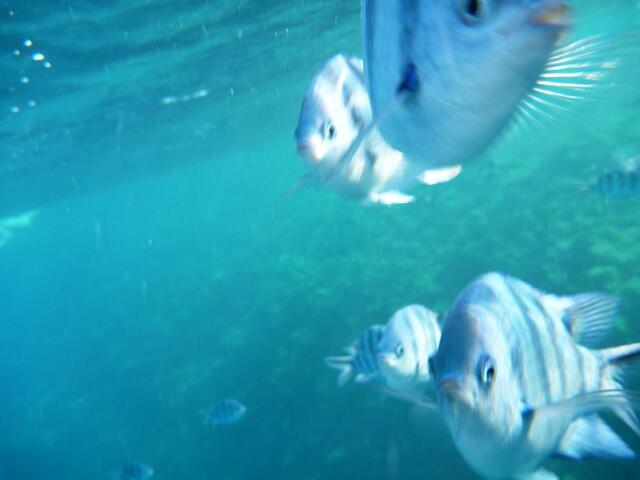 Hurghada, Hausriff, Hotel Arabia Azur: Verhalten der Fische bei Fütterung. Das Futter ist vertilgt. Der Indopazifische Feldwebelfisch rückt näher.