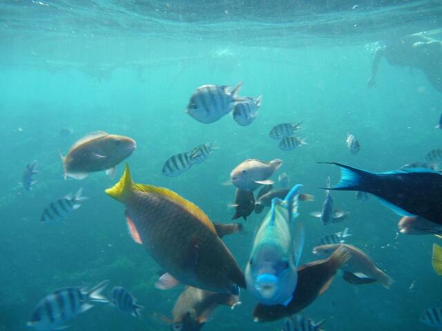 Hurghada, Hausriff, Hotel Arabia Azur: Verhalten der Fische bei Fütterung.