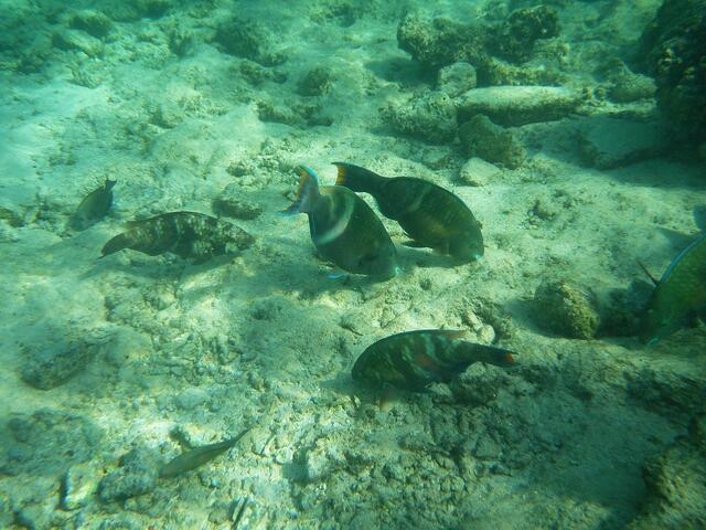 Hurghada, Hausriff, Hotel Arabia Azur: Gruppe von Fischen bei natürlicher Futtersuche.