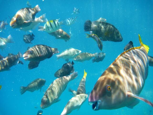 Hurghada, Hausriff, Hotel Arabia Azur: Verhalten der Fische bei Fütterung. Das Futter ist aufgefressen. Volle Aufmerksamkeit auf die Brottüte.