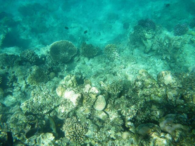 Hurghada, Hausriff, Hotel Arabia Azur: Senkrechter Abfall des Hausriffs auf etwa 10 Meter Tiefe.