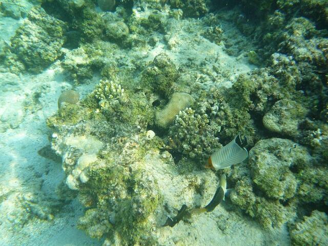 Hurghada, Hausriff, Hotel Arabia Azur: Rotkopf-Falterfisch.