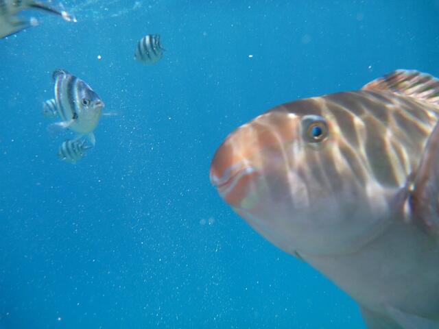 Hurghada, Hausriff, Hotel Arabia Azur: Verhalten der Fische bei Fütterung. Indopazifischer Feldwebelfisch und ein unbekannter freundlicher Geselle.