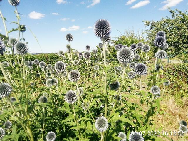 Kugeldistel - 3.7.2022 !!! Gartenschau - Sonntagsbilder 2022 !!!  Die Temp­eraturen in Nebra steigen heute maximal auf 30 Grad Celsius.
In der Nacht wird mit 15°C die Tiefst­temperatur erreicht.
Die Niederschlags­wahrscheinlichkeit beträgt 0% und die Niederschlags­mengen sind mit 0,0 l/m² berechnet. Zudem liegt die heutige Luft­feuchtigkeit bei 50%.
Sonnen­aufgang ist um 05:02 Uhr, Sonnen­untergang um 21:32 Uhr.
 Der Wind weht mit 8 km/h aus Süd-West. Der Luft­druck liegt bei 1.017 hPa.